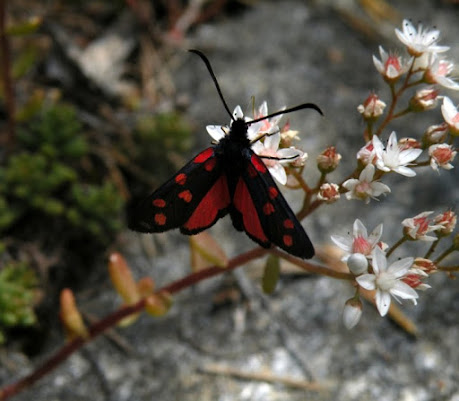 Incontri sui sentieri di montagna di Filippo