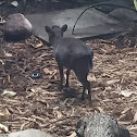 Blue Duiker