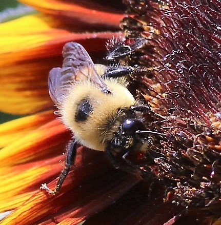 Two-spotted bumble bee