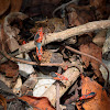 St. Andrew's Cotton Stainer