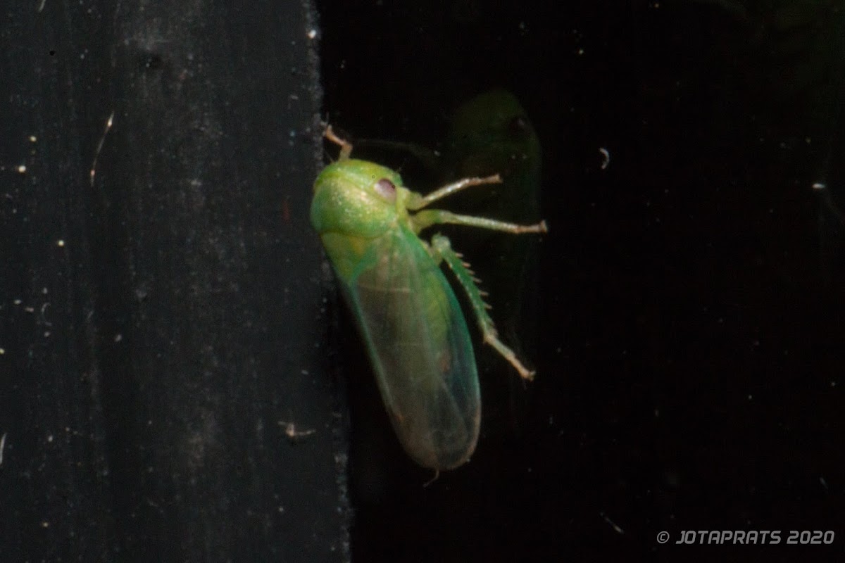 Leafhopper