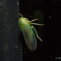 Leafhopper