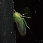 Leafhopper