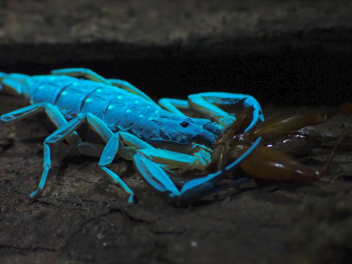 Arrowbreasted Scorpion