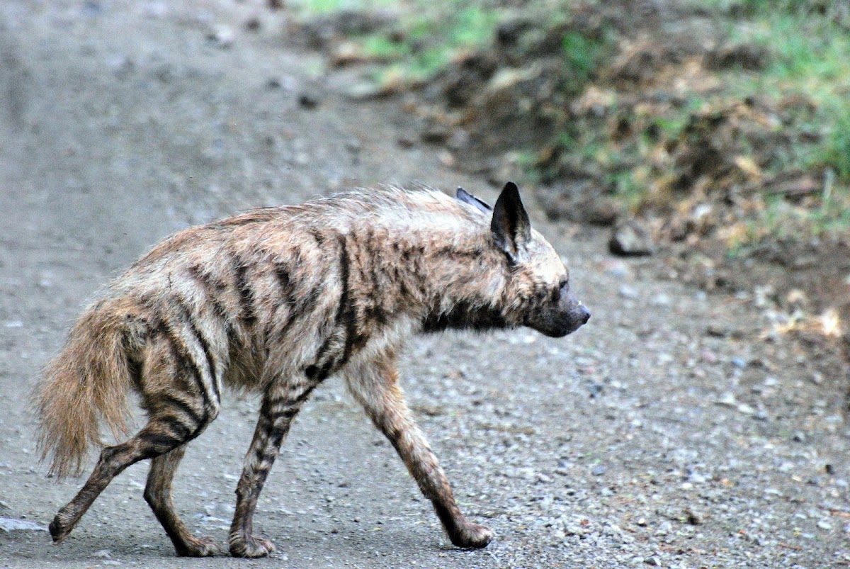 Striped Hyena