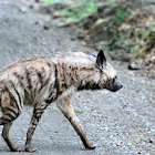 Striped Hyena