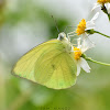 Common Emigrant / Lemon Emigrant