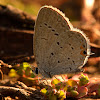 Eastern Tailed Blue