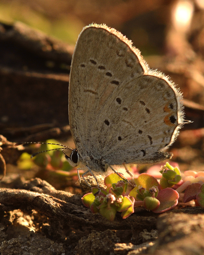 Eastern Tailed Blue