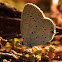 Eastern Tailed Blue