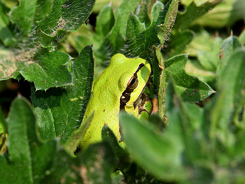 European Tree Frog