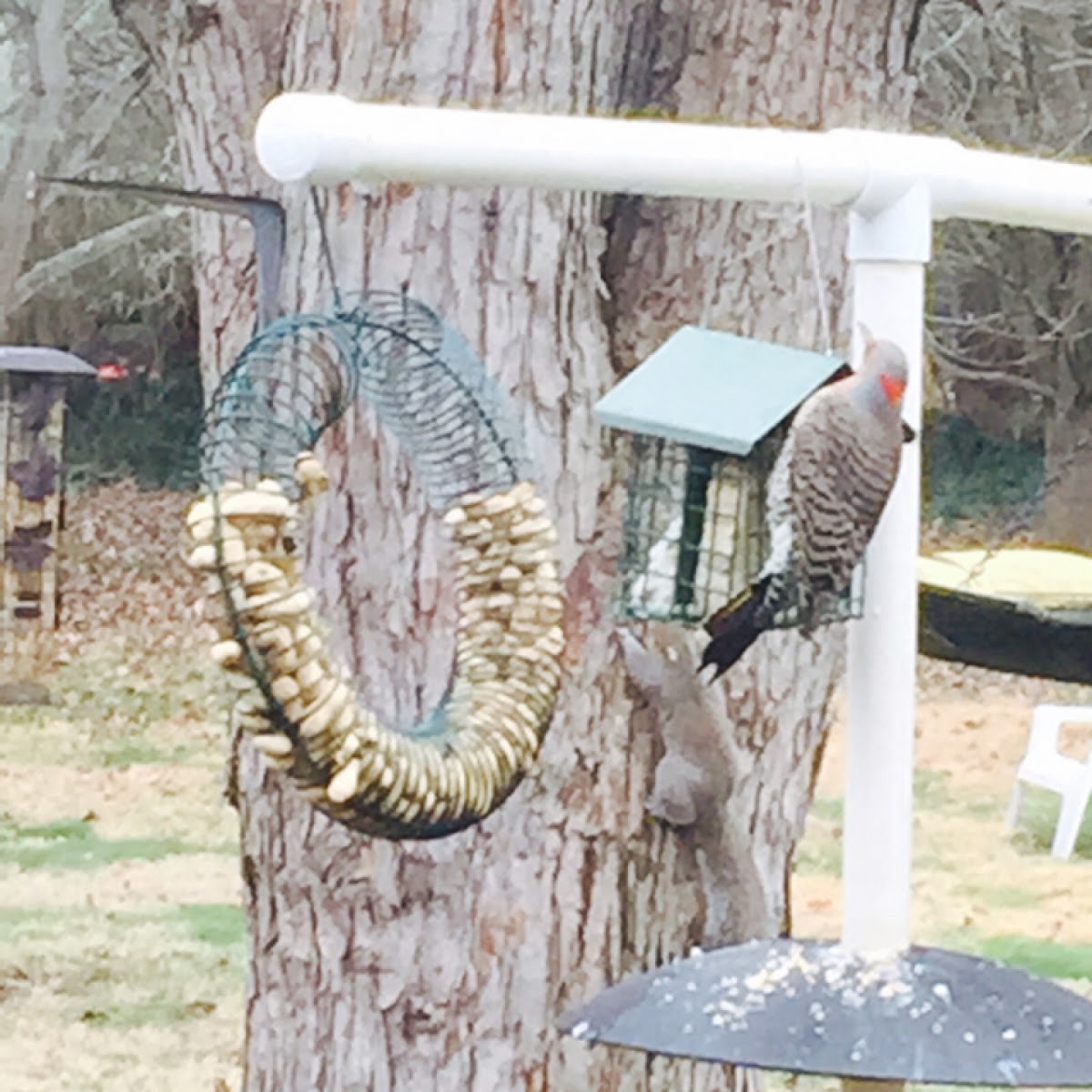 Northern flicker