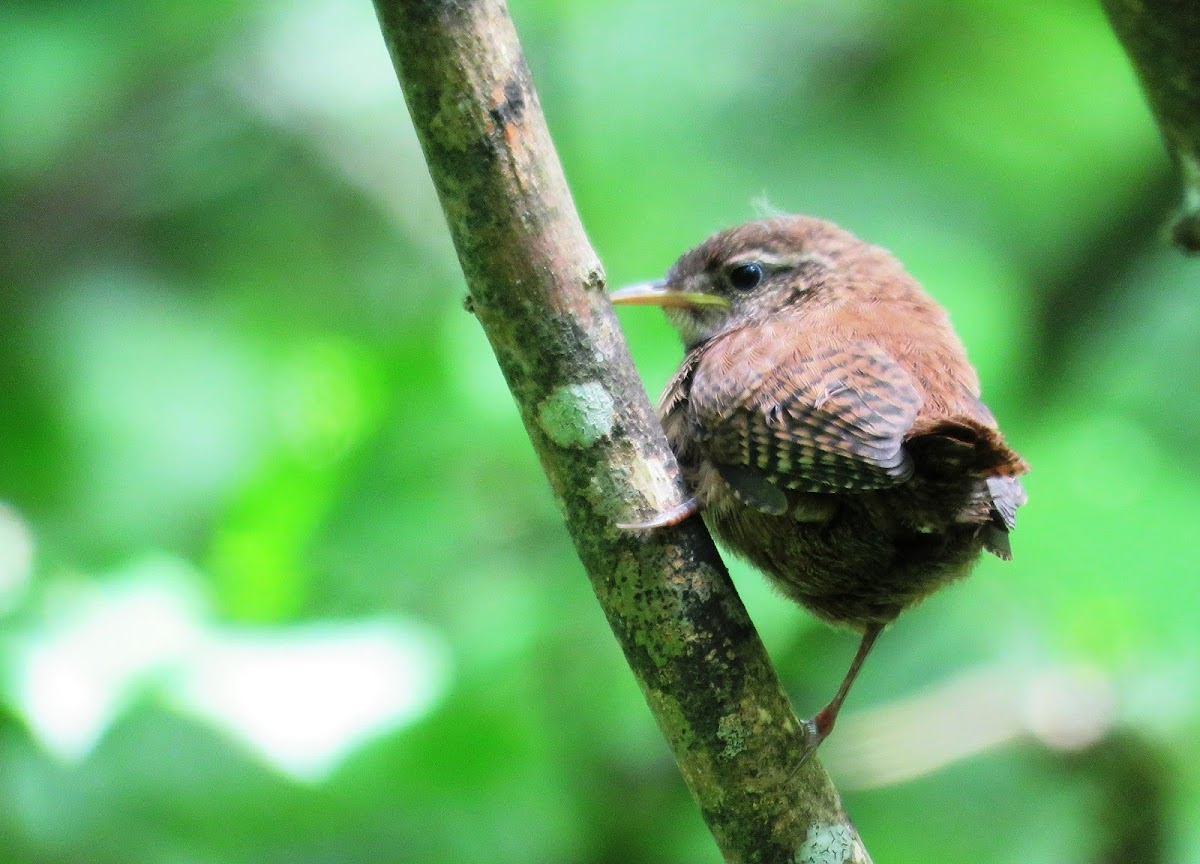 Eurasian Wren