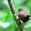 Eurasian Wren