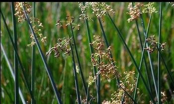 Picture of Bulrush in a backyard pond installed by the Colorado Pond Pros.