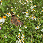 Common Buckeye