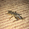 Mole Cricket