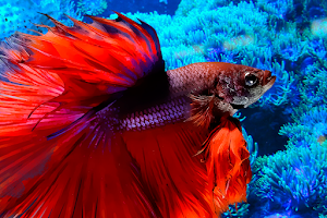 Fish images Screenshot 6 of 9
