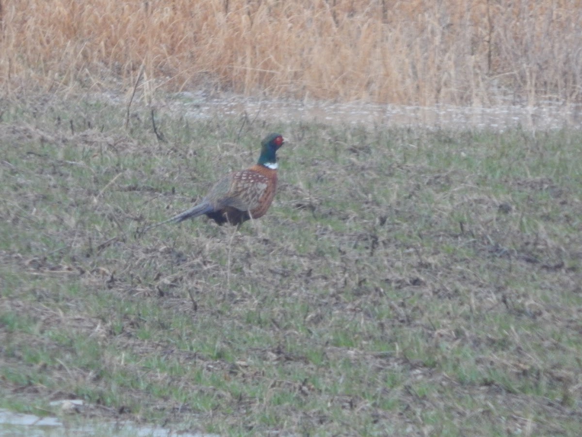 Ring-necked Pheasant