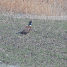 Ring-necked Pheasant