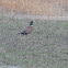 Ring-necked Pheasant