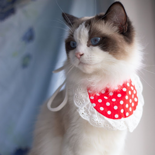 Title 18, Cat Lace Suit Saliva Towel Princess Style Scarf...