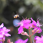 Tibouchina