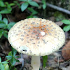 Blusher Mushroom