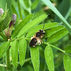 Long-Horned Bee