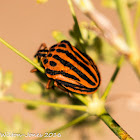 Mediterranean Striped Shield Bug