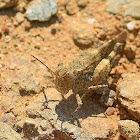 Red-winged Grasshopper