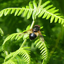 Pellucid hoverfly