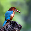 White-throated Kingfisher