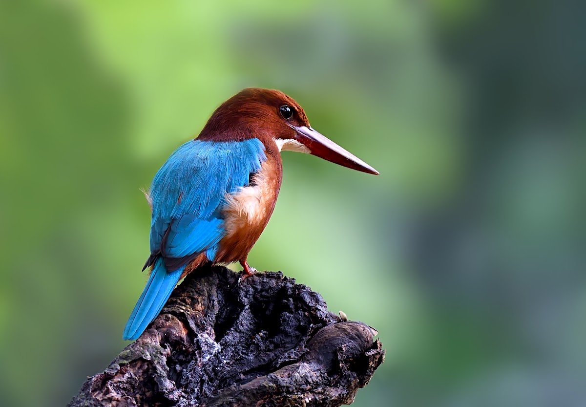 White-throated Kingfisher