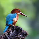 White-throated Kingfisher