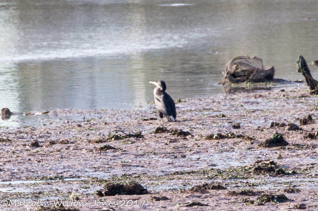 Cormorant