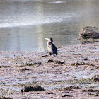 Cormorant