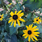 Black-Eyed Susan