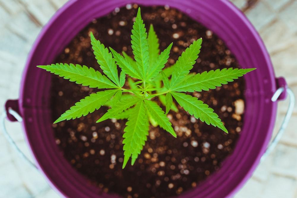 Cannabis Seedling Care: Nurturing Your Plants in the Early Stages