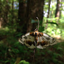 Clouded Magpie