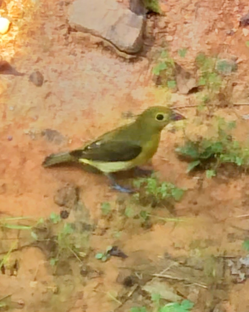 Scarlet Tanager juvenile