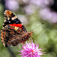 In posa sul fiore di 