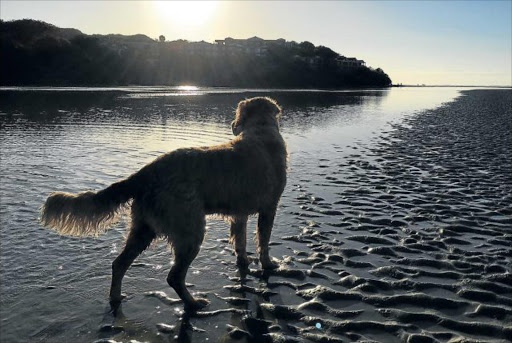 LET LOOSE: Some Nahoon residents are upset over dogs running loose without leashes and relieving themselves on the sand Picture: ALON EASON