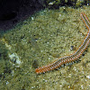 Bearded Fireworm