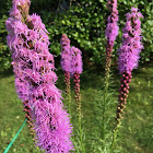 Blazing star