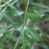 leaf cutter bee