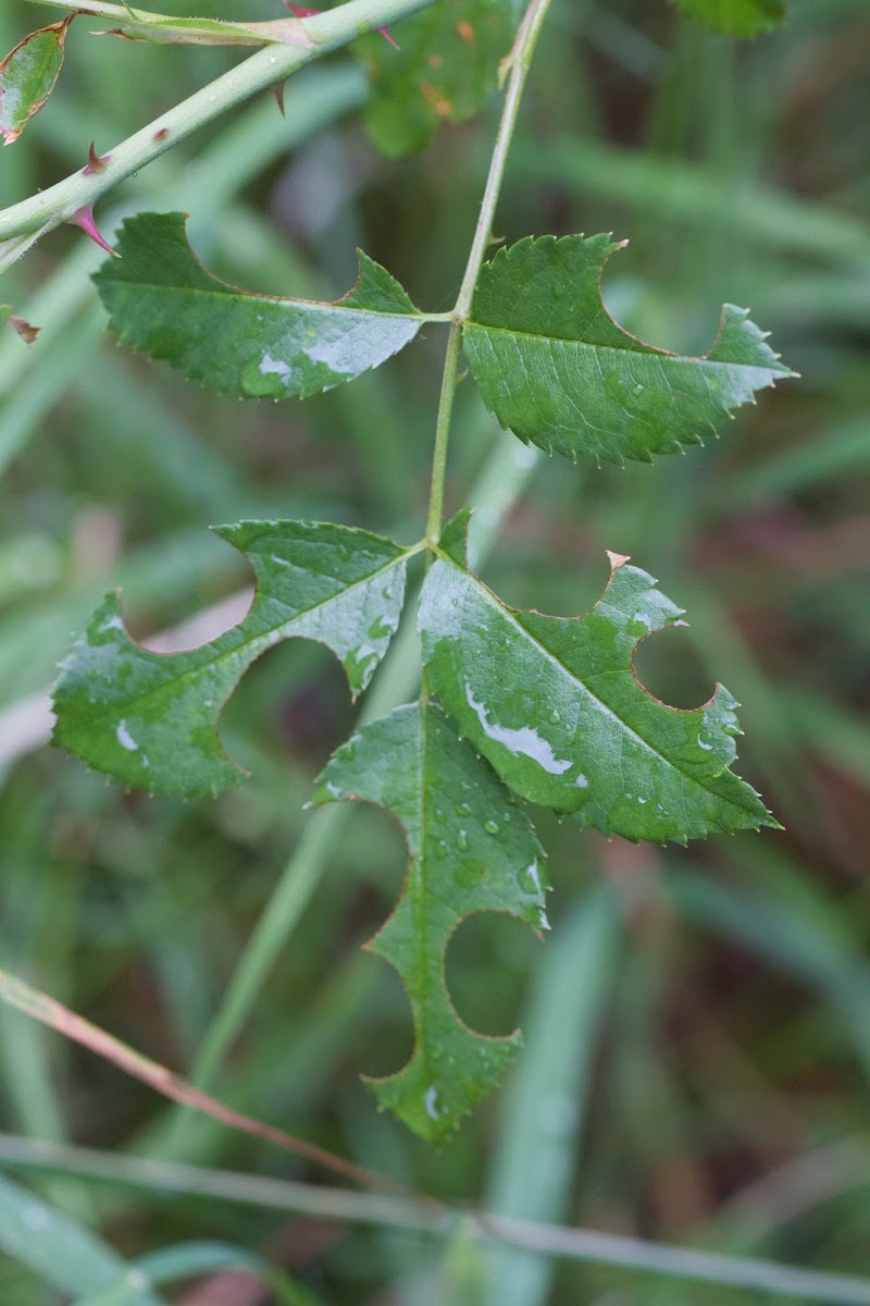 leaf cutter bee