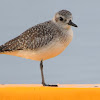 Black-billed Plover