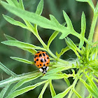 Asian lady beetle