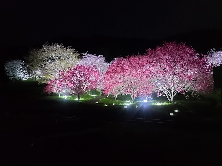 ライフダンクのいつもイイね&コメントありがとうございます😊・桜と愛車・桜シーズン開幕に関するカスタム事例の投稿画像2枚目